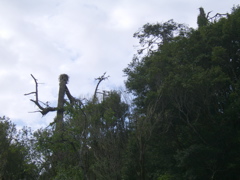SA703157.JPG