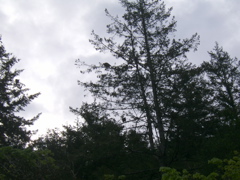 SA703195.JPG