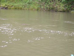 SA703213.JPG