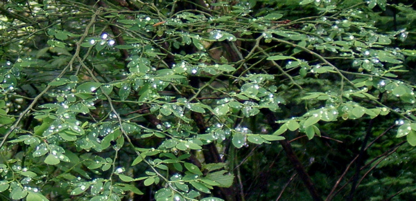 SA703453.JPG
