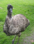 SA703602.JPG