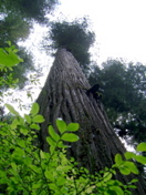 SA703449.JPG