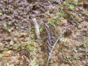 SA703488.JPG