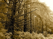 SA703421.JPG