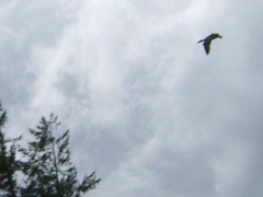 SA703374.JPG
